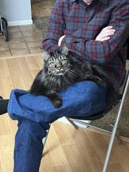 Lost Male Cat last seen Home, Ashville, OH 43103