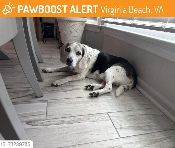 Found/Stray Male Dog last seen Ryder Cup Lane, Virginia Beach, VA 23462