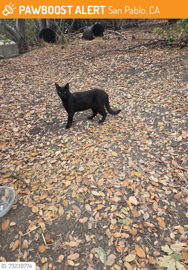 Found/Stray Male Cat last seen Near Contra Costa College, San Pablo, CA 94806