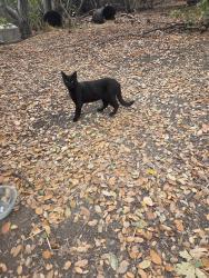 Found/Stray Male Cat last seen Near Contra Costa College, San Pablo, CA 94806