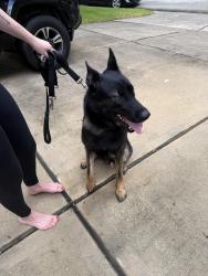 Reunited Male Dog last seen High Valley, Houston, TX 77345