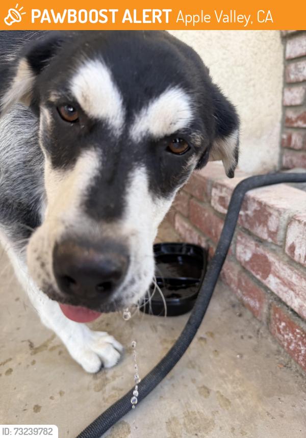 Found/Stray Female Dog last seen Indian River and Caballero, Apple Valley, CA 92308