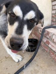 Found/Stray Female Dog last seen Indian River and Caballero, Apple Valley, CA 92308