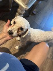 Found/Stray Male Dog last seen Devore and little league near little league baseball field, San Bernardino, CA 92407