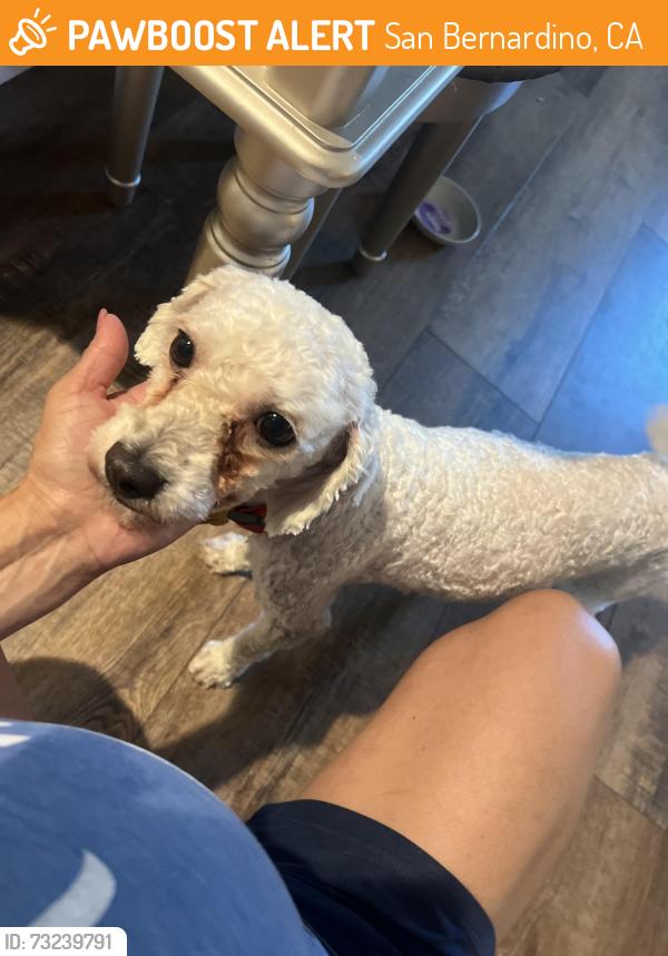 Found/Stray Male Dog last seen Devore and little league near little league baseball field, San Bernardino, CA 92407