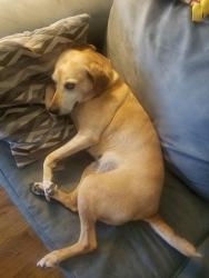Lost Female Dog last seen tom ginnever, O'Fallon, MO 63366