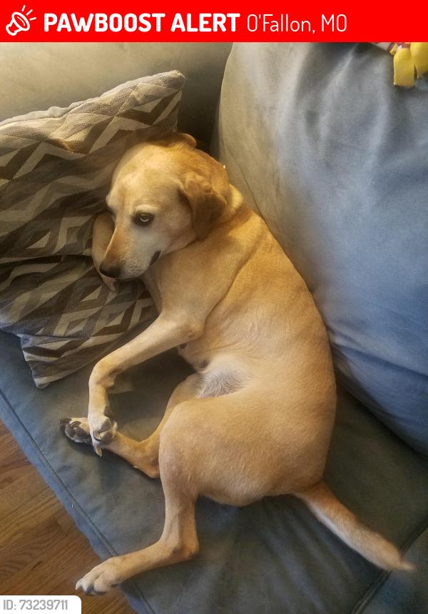 Lost Female Dog last seen tom ginnever, O'Fallon, MO 63366