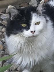 Reunited Female Cat last seen Lawrence at, Medina, OH 44256