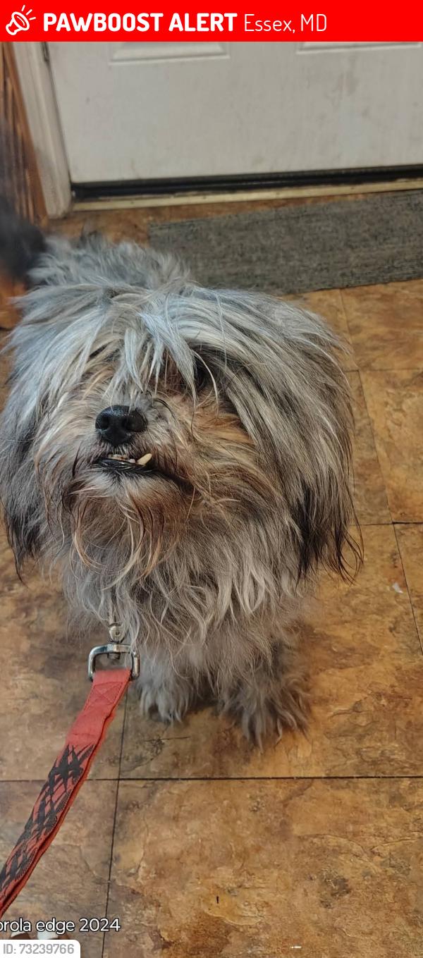 Lost Male Dog last seen hmstd, Haley, Hopewell, Essex, MD 21221