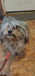 Lost Male Dog last seen hmstd, Haley, Hopewell, Essex, MD 21221