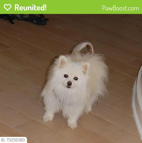 Reunited Female Dog last seen Cumberland Point Drive and Browns Bridge, Gainesville, GA 30504