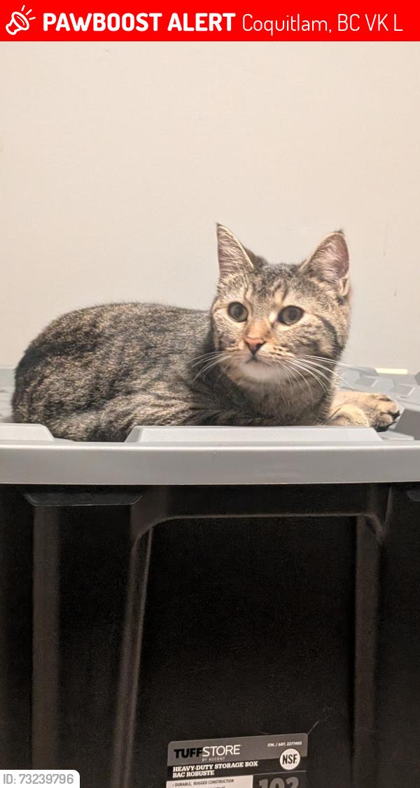 Lost Female Cat last seen Lebleu and Quadling, Coquitlam, BC V3K 4L8