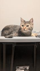 Lost Female Cat last seen Lebleu and Quadling, Coquitlam, BC V3K 4L8