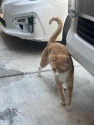 Found/Stray Unknown Cat last seen Kenton and karrington, Rohnert Park, CA 94928