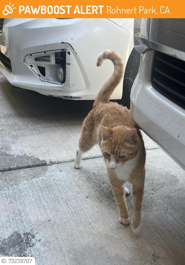 Found/Stray Unknown Cat last seen Kenton and karrington, Rohnert Park, CA 94928