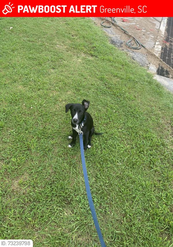 Lost Male Dog last seen State Park Rd, Greenville, SC 29609
