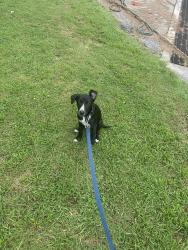 Lost Male Dog last seen State Park Rd, Greenville, SC 29609