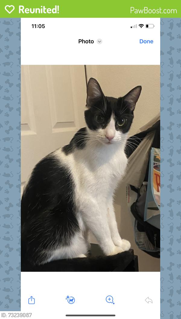 Reunited Female Cat last seen 88th and k st., Tacoma, WA 98444