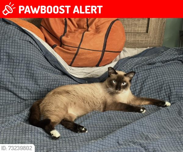Lost Male Cat last seen Gerhart Ave Whittier Blvd, East Los Angeles, CA 90022