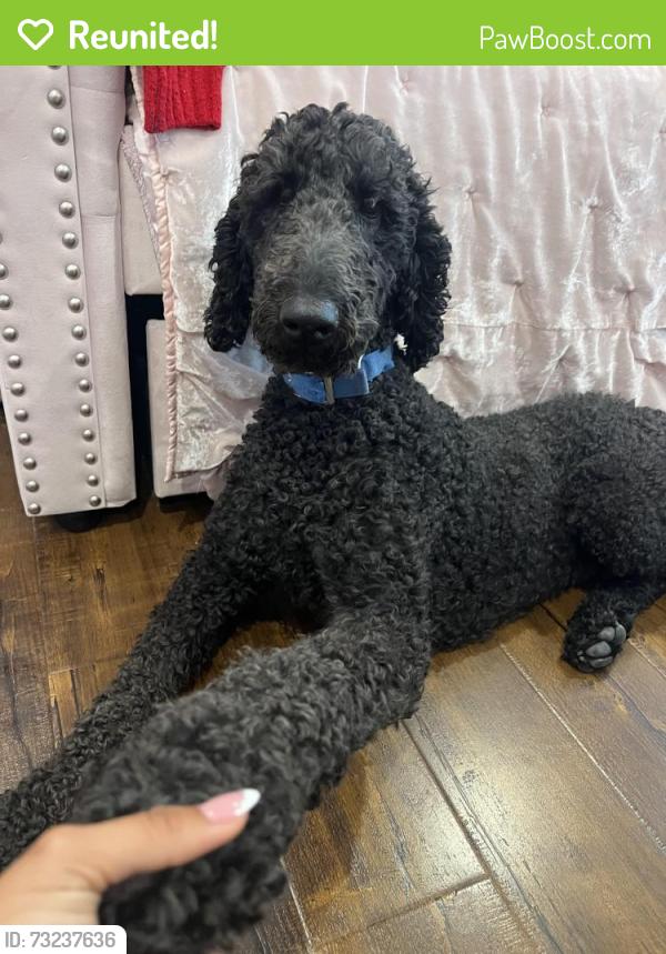 Reunited Male Dog last seen Corner of Jefferson and Omaha, Placentia, CA 92870