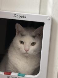 Lost Female Cat last seen Between Summer St and Temple St, Woonsocket, RI 02895