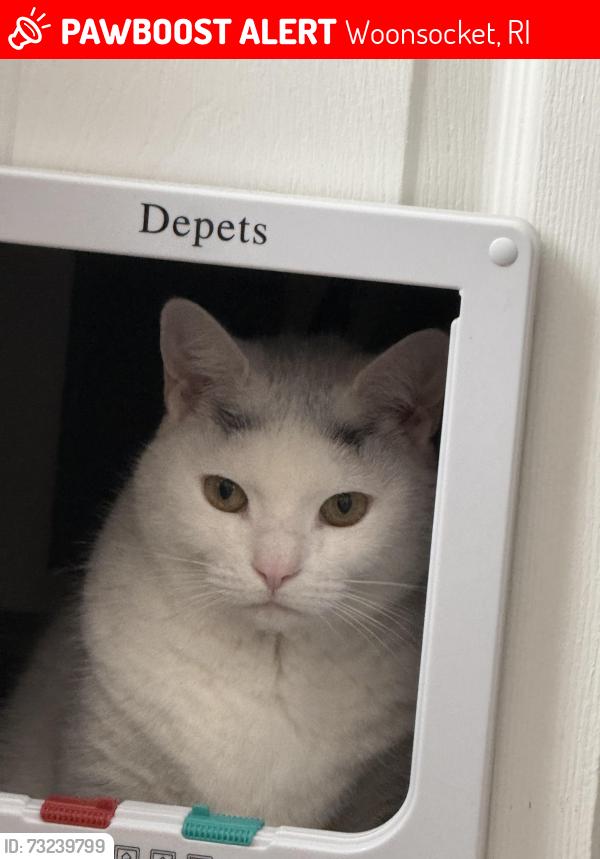 Lost Female Cat last seen Between Summer St and Temple St, Woonsocket, RI 02895