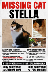 Lost Female Cat last seen Mt Holly Road, Charlotte, NC 28214