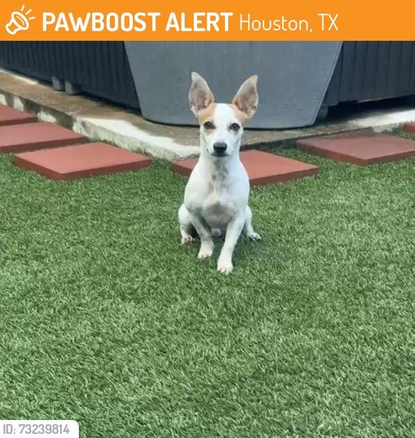 Found/Stray Male Dog last seen Tac Jester and Pinemont dr, Houston, TX 77092
