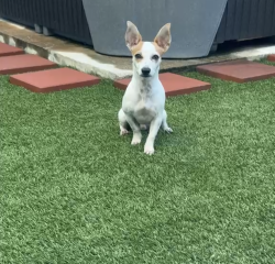 Found/Stray Male Dog last seen Tac Jester and Pinemont dr, Houston, TX 77092