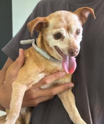 Found/Stray Male Dog last seen Sunset Park Capo Beach Dana Point, Dana Point, CA 92624