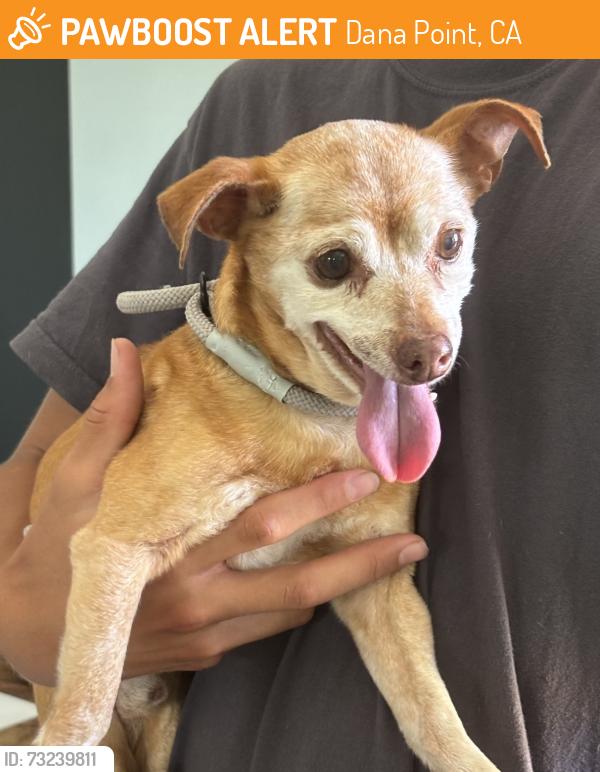 Found/Stray Male Dog last seen Sunset Park Capo Beach Dana Point, Dana Point, CA 92624