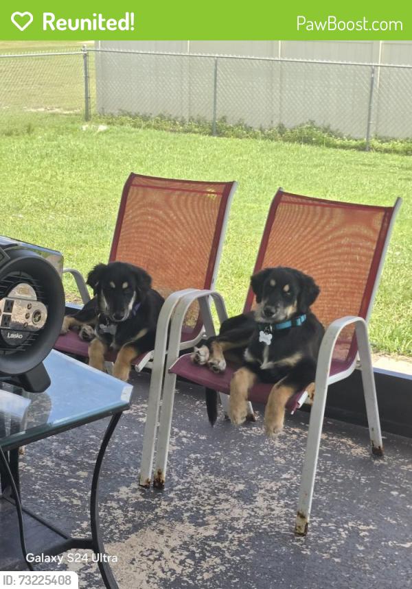 Reunited Male Dog last seen Near 5th TER, Cape Coral Florida, Cape Coral, FL 33993