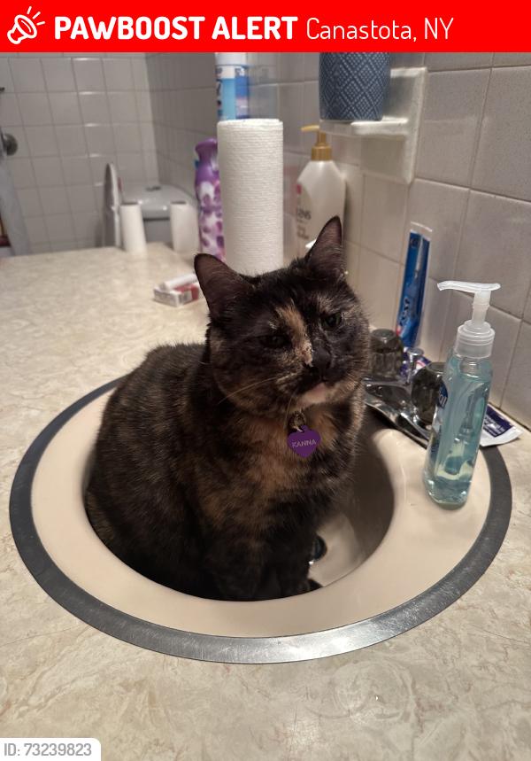 Lost Female Cat last seen howard and deppoliti ave, Canastota, NY 13032