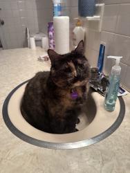 Lost Female Cat last seen howard and deppoliti ave, Canastota, NY 13032