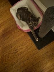 Lost Female Cat last seen Near Keystone Street Philadelphia pa, Philadelphia, PA 19135