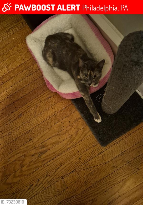 Lost Female Cat last seen Near Keystone Street Philadelphia pa, Philadelphia, PA 19135