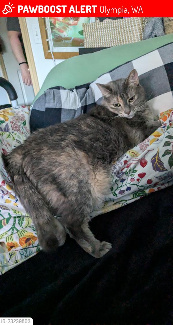 Lost Female Cat last seen Rock Maple Lane and Ash lane, Olympia, WA 98502
