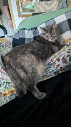 Lost Female Cat last seen Rock Maple Lane and Ash lane, Olympia, WA 98502