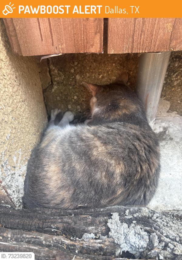 Found/Stray Male Cat last seen Fair Oaks and Melody, Dallas, TX 75231
