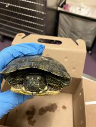 Shelter Stray Male Reptile last seen Near BLK GARDENIA AVE, LONG BEACH, CA 90813, 7700 E Spring St, Long Beach, CA 90815, USA