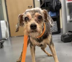 Shelter Stray Male Dog last seen W RAMONA EXPY/LAKE PARK DR, SAN JACINTO CA 92582, 581 S Grand Ave, San Jacinto, CA 92582, USA