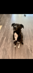 Lost Female Dog last seen near the intersection of Cheshire Road and Golf Course Road in Sunbury, Ohio, Sunbury, OH 43074