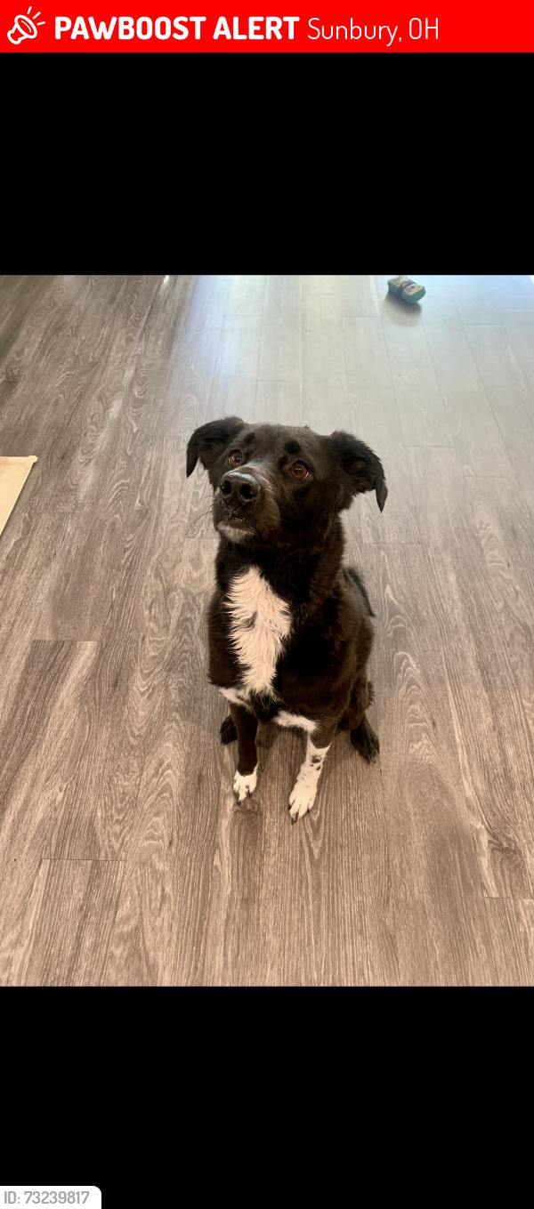 Lost Female Dog last seen near the intersection of Cheshire Road and Golf Course Road in Sunbury, Ohio, Sunbury, OH 43074