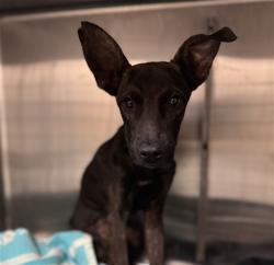 Shelter Stray Male Dog last seen Near BLOCK N WATEKA ST, SAN JACINTO CA 92583, 581 S Grand Ave, San Jacinto, CA 92582, USA