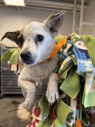 Shelter Stray Female Dog last seen Near BLOCK N WATEKA ST, SAN JACINTO CA 92583, 581 S Grand Ave, San Jacinto, CA 92582, USA