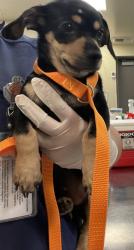 Shelter Stray Male Dog last seen Near BLOCK E OAKLAND AVE, HEMET CA 92544, 581 S Grand Ave, San Jacinto, CA 92582, USA