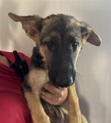 Shelter Stray Female Dog last seen MT. VIEW/MISSION, 333 Chandler Pl, San Bernardino, CA 92408, USA