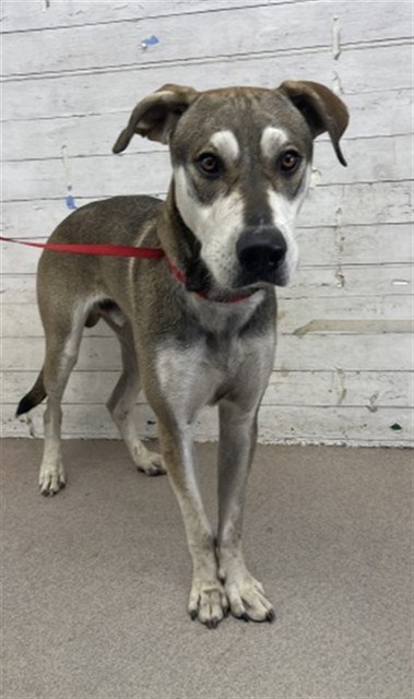 Shelter Stray Male Dog last seen MACY AND HIGHLAND, 333 Chandler Pl, San Bernardino, CA 92408, USA