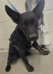 Shelter Stray Male Dog last seen Near BLOCK S HERITAGE FONTANA, 333 Chandler Pl, San Bernardino, CA 92408, USA