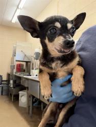 Shelter Stray Male Dog last seen E PLAZA BLVD & HIGHLAND AVE, 130 Beyer Way, Chula Vista, CA 91911, USA